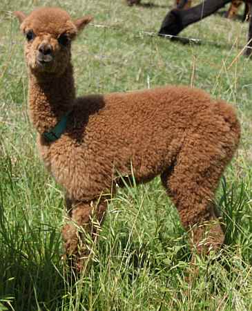 cria 97 sf sikisapa